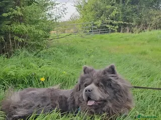 Chow Chow dogs 1-year-old female blue chowchow - Advert 4