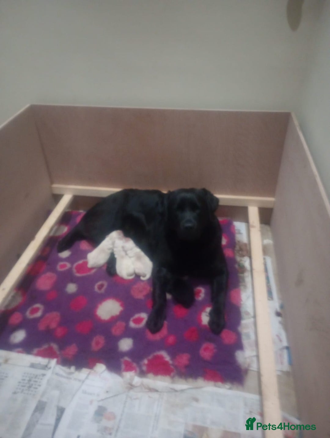 Labrador Retriever dogs for sale: Fully innoculated  show type black female  in Halifax - Image 10