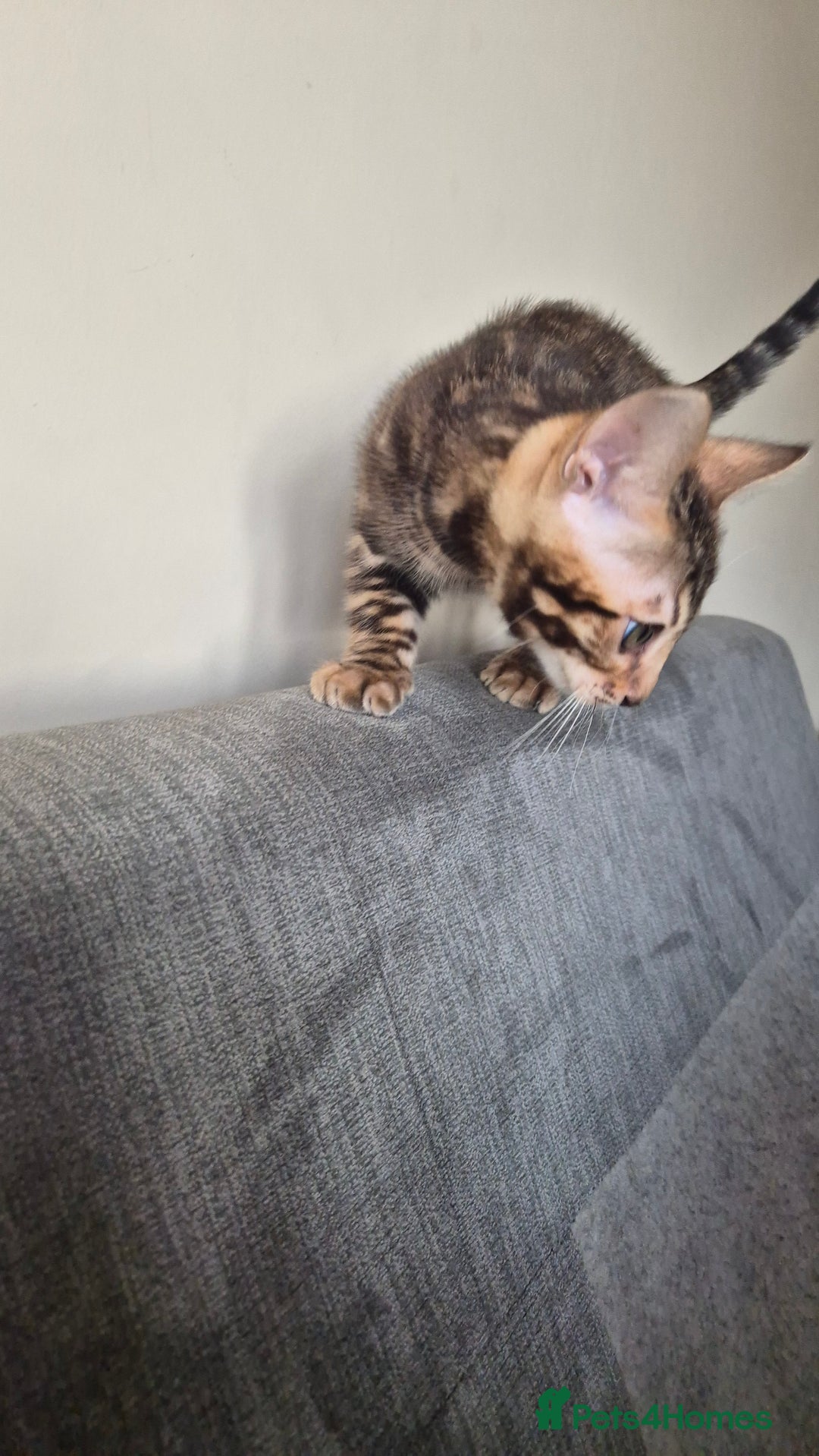 Bengal cats for sale: Beautiful bengal kittens... - Advert 7