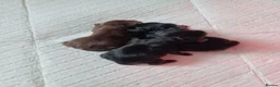 Doxiepoo dogs for sale: Adorable DoxiePoo Puppies  in Cannock - Advert 9