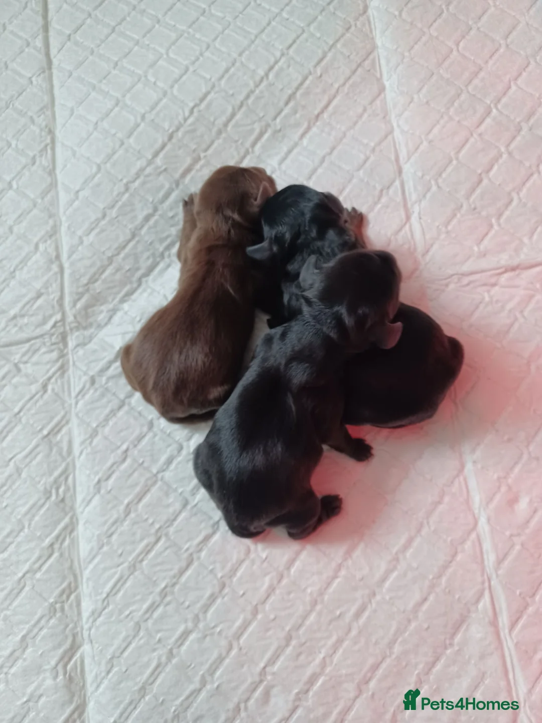 Doxiepoo dogs for sale: Adorable DoxiePoo Puppies  in Cannock - Advert 9