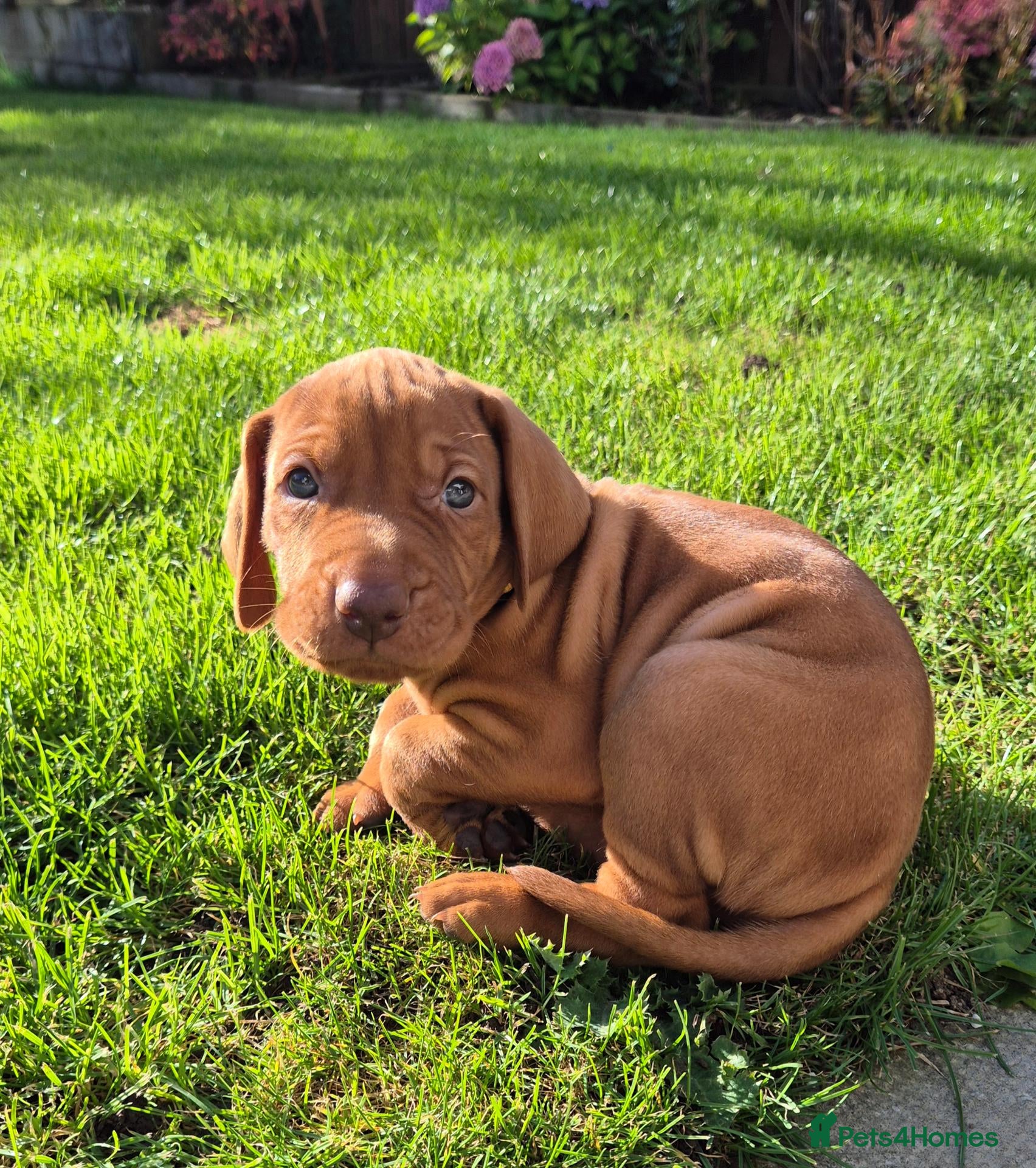 Hungarian Vizsla dogs Hungarian Wirehaired Vizsla - Advert 6