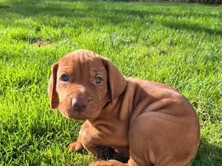 Hungarian Vizsla dogs Hungarian Wirehaired Vizsla - Advert 6