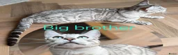 Bengal cats for sale: TICA Genetic Health Tested Snow Silver Kittens - Advert 15