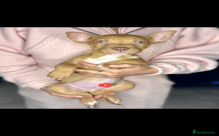 Mixed Breed dogs - Advert 15