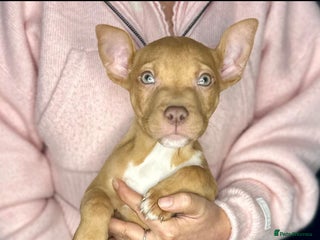 Mixed Breed dogs for sale: Siberian Husky x Pocket Bully's - Advert 1