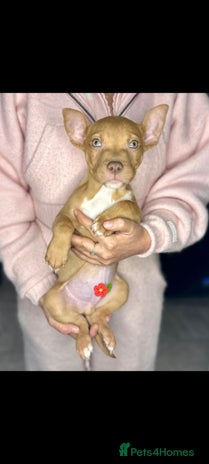 Mixed Breed dogs - Advert 15