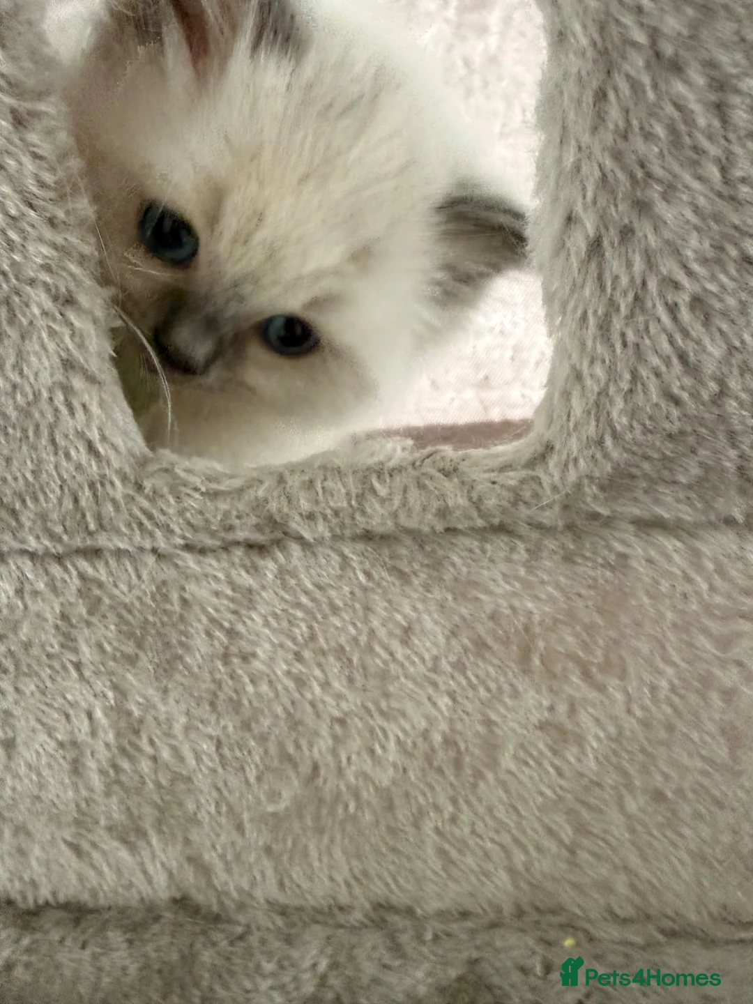 Ragdoll cats for sale: GCCF Ragdoll females excellent pedigree  - Advert 2