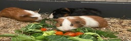 Guinea Pig rodents for sale: Baby Guinea Pigs - all male  - Advert 4