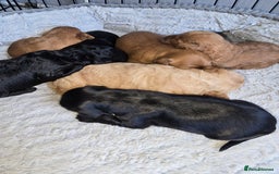 Cockapoo dogs for sale: ✨️  F1B Cockapoo Puppies 1 reserved ✨️ - Image 5