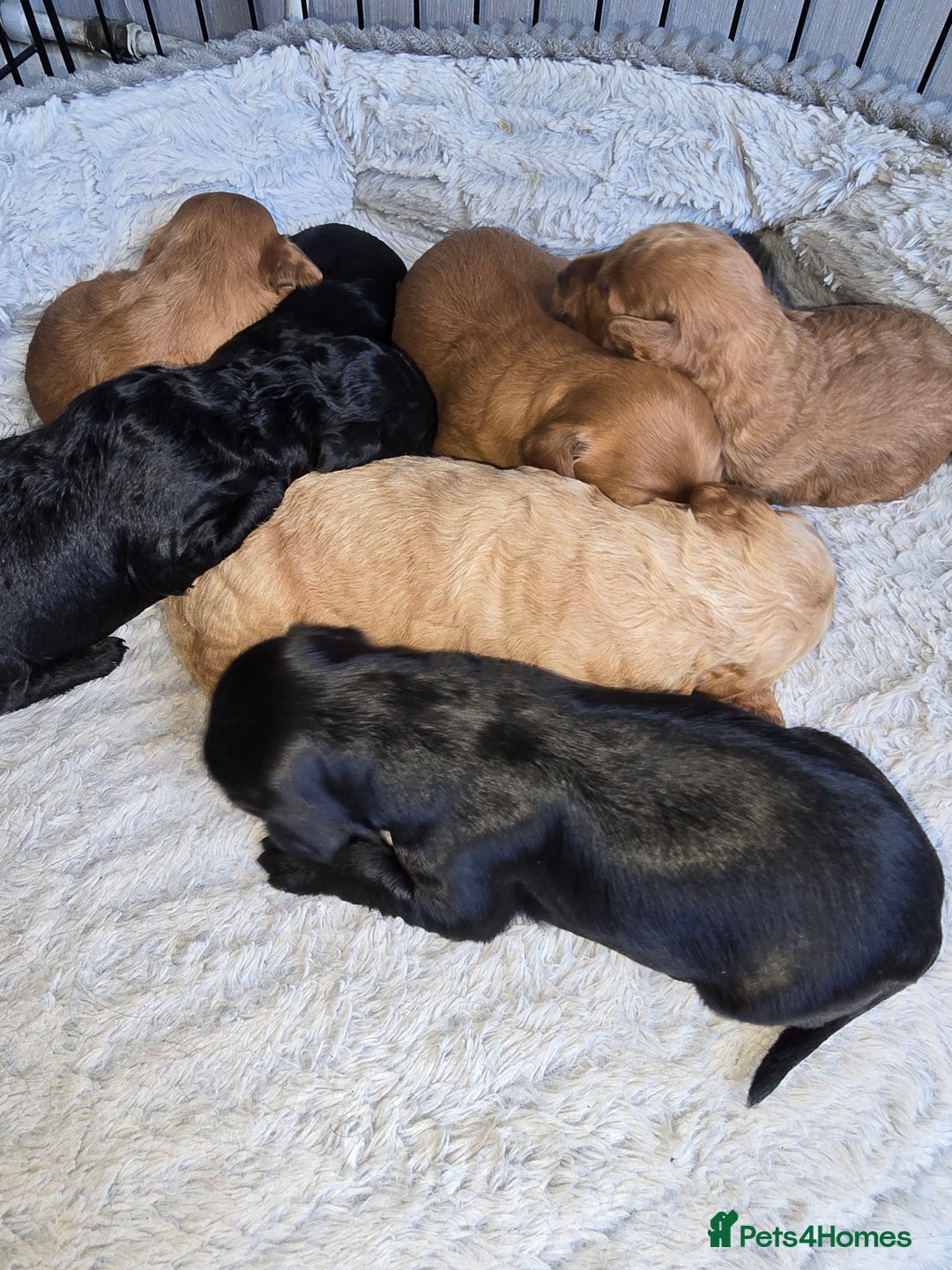Cockapoo dogs for sale: ✨️  F1B Cockapoo Puppies 1 reserved ✨️ - Image 5
