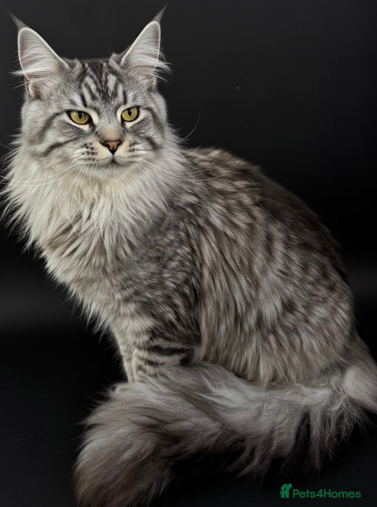 Maine Coon cats Elite GCCF & TICA Blue Silver Mackerel Tabby - Advert 2