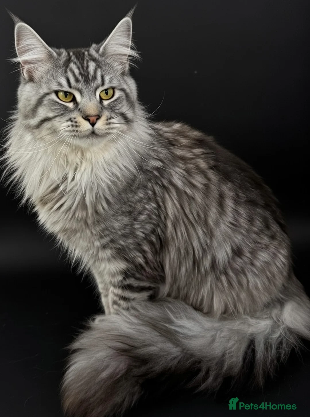 Maine Coon cats for stud: Elite GCCF & TICA Blue Silver Mackerel Tabby - Advert 2
