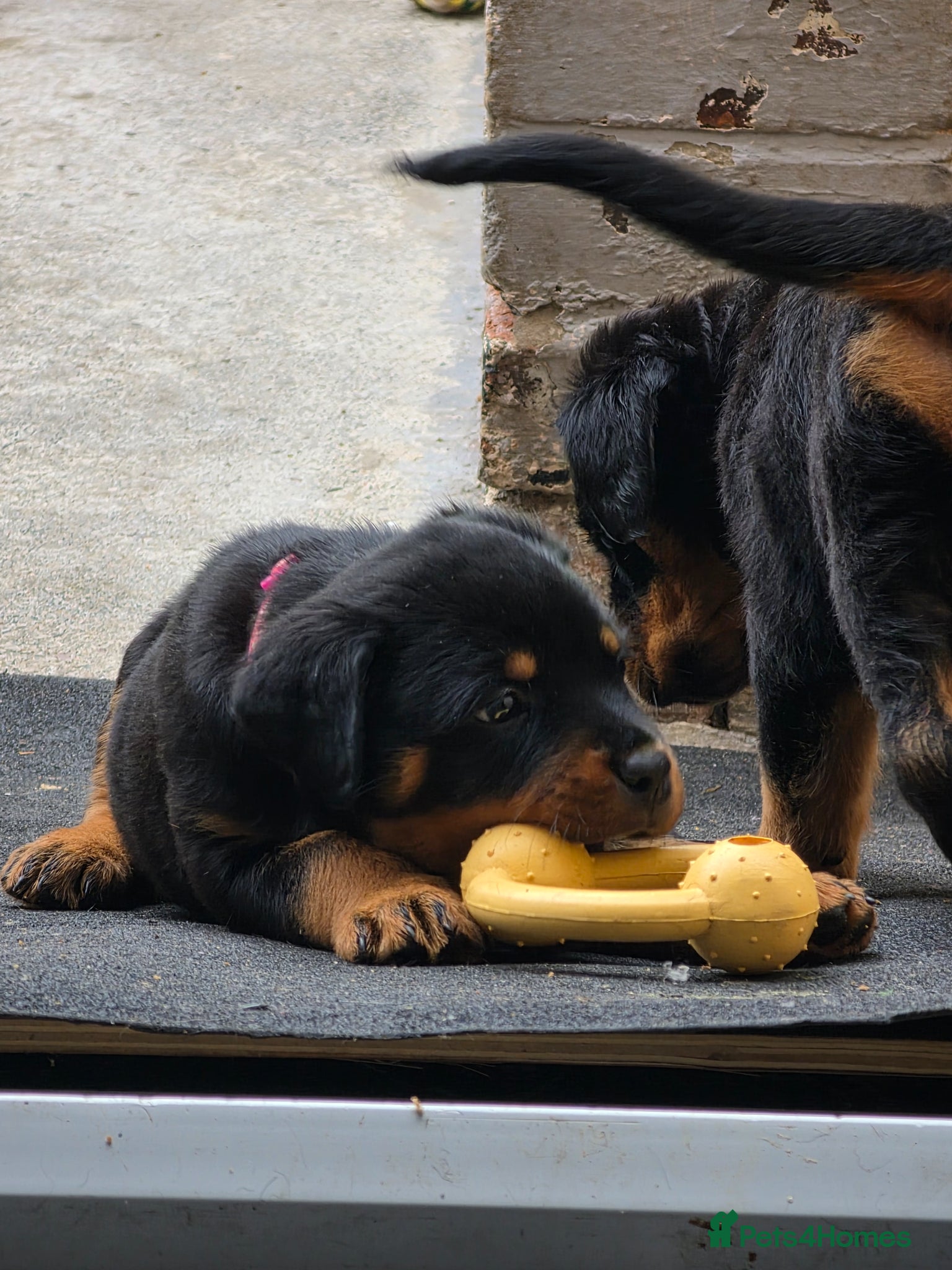 Rottweiler dogs Rottweiler puppies ready 17th june - Advert 2