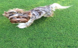 Yorkshire Terrier dogs for sale: Very Beautiful puppies, pure yorkshire terriers  - Advert 10