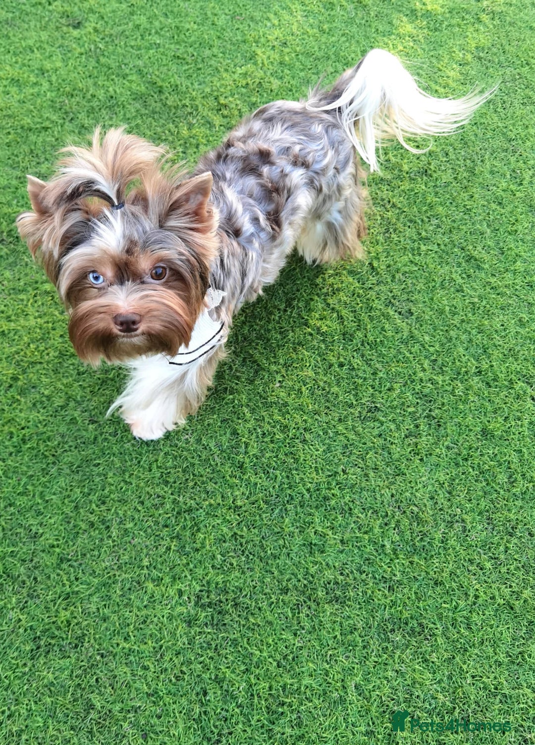 Yorkshire Terrier dogs for sale: Very Beautiful puppies, pure yorkshire terriers  - Advert 10