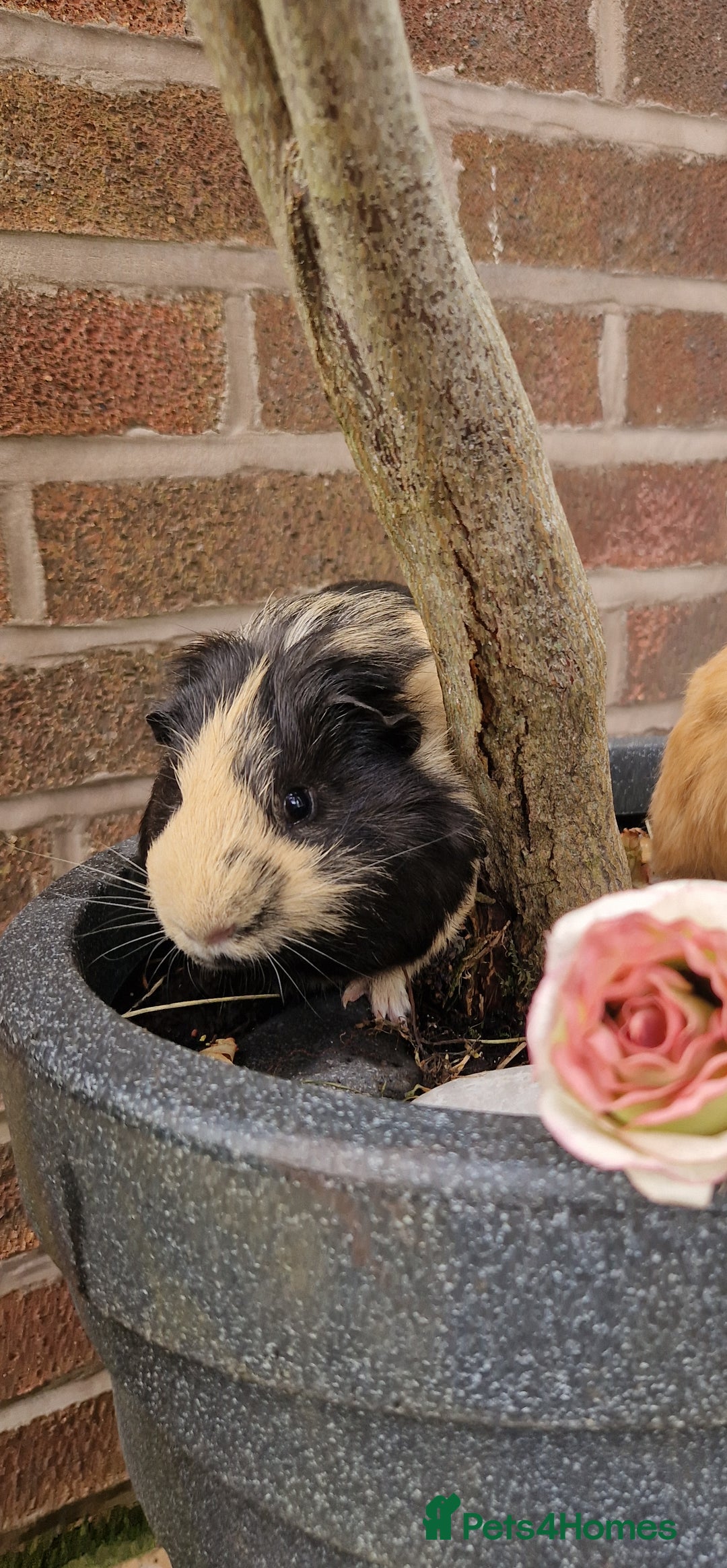 Guinea Pig rodents for sale: Handsome shelte male  - Image 2