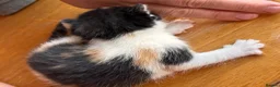 American Shorthair cats for sale: 5 beautiful kittens available  - Advert 4