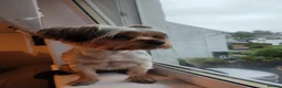 Yorkshire Terrier dogs for sale: 10 Months Yorkshire female dog in Glasgow - Advert 4
