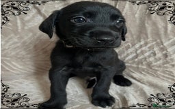 Labrador Retriever dogs for sale: 3 Beautiful female Labradors ready to leave❤️ - Image 7