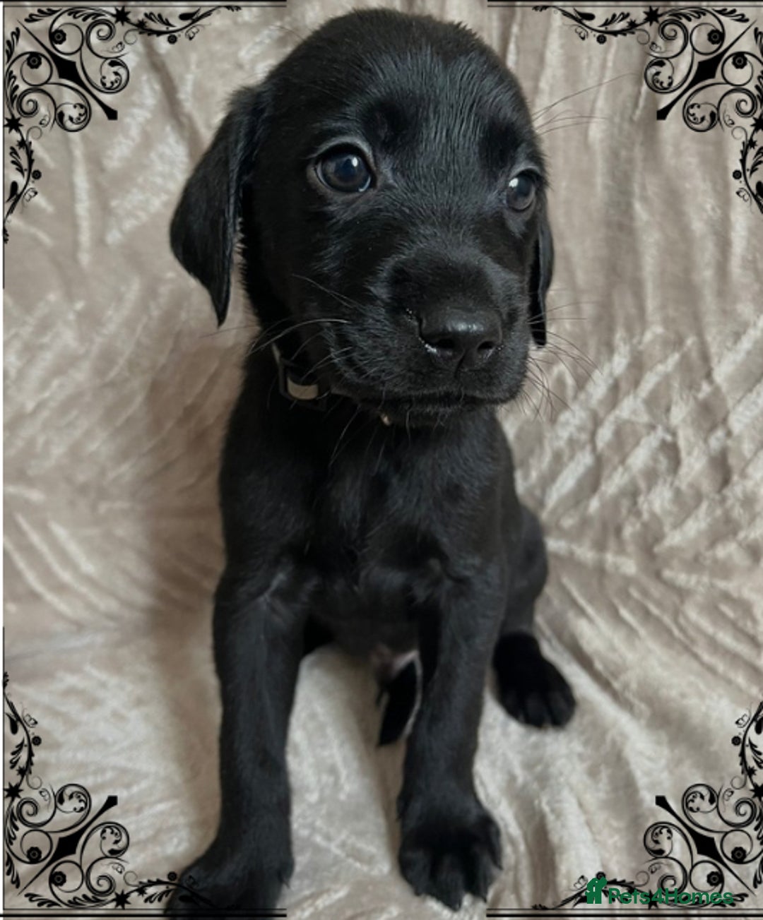 Labrador Retriever dogs for sale: 3 Beautiful female Labradors ready to leave❤️ - Image 7