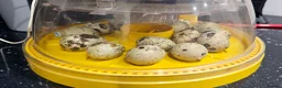 Quail poultry for sale: Coturnix Quail Hatching Eggs in Nottingham - Advert 2