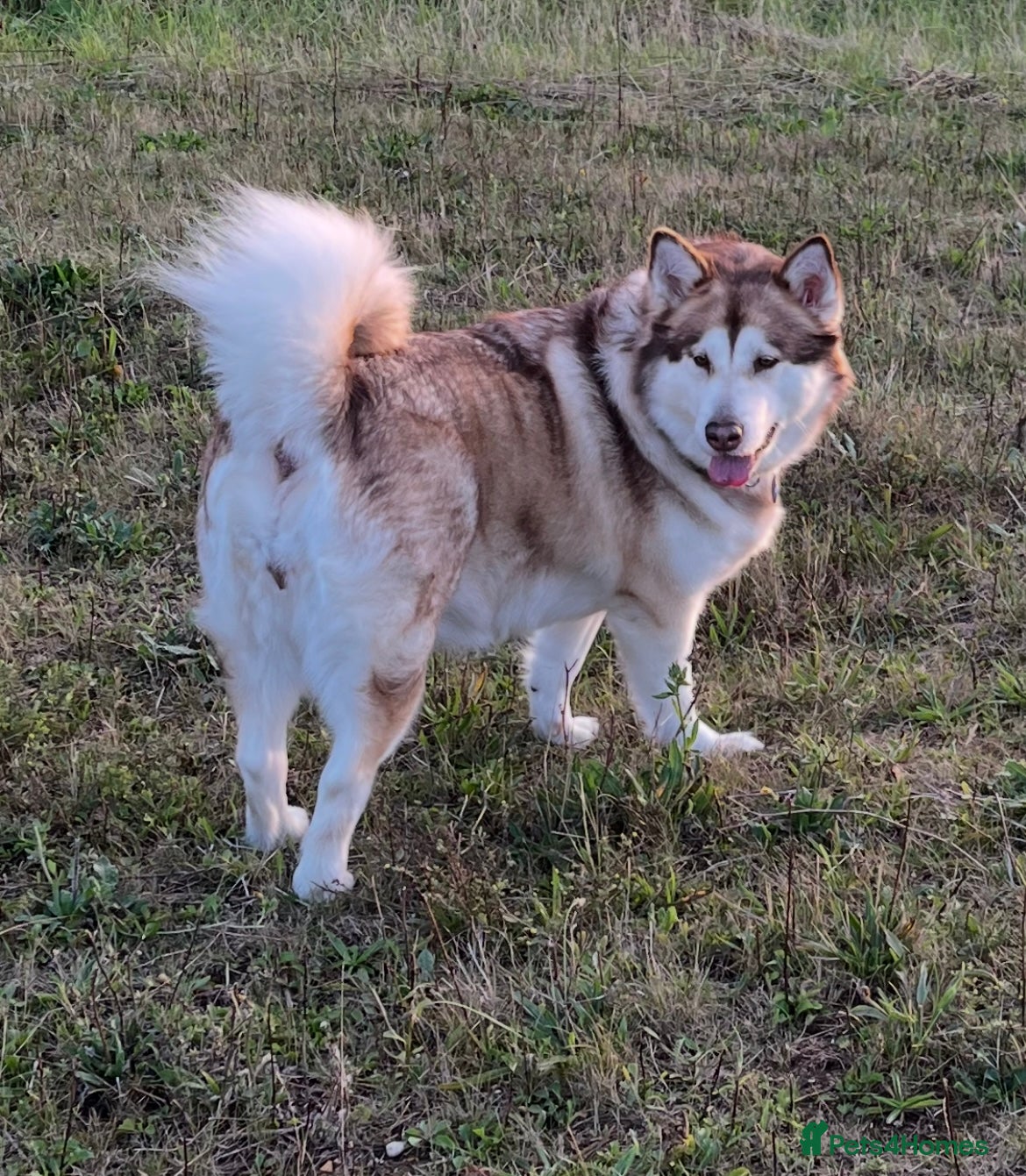 Alaskan Malamute dogs 5 year old female Alaskan Malamute - Advert 3