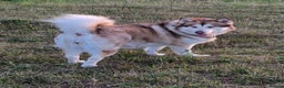 Alaskan Malamute dogs for sale: 5 year old female Alaskan Malamute - Advert 1