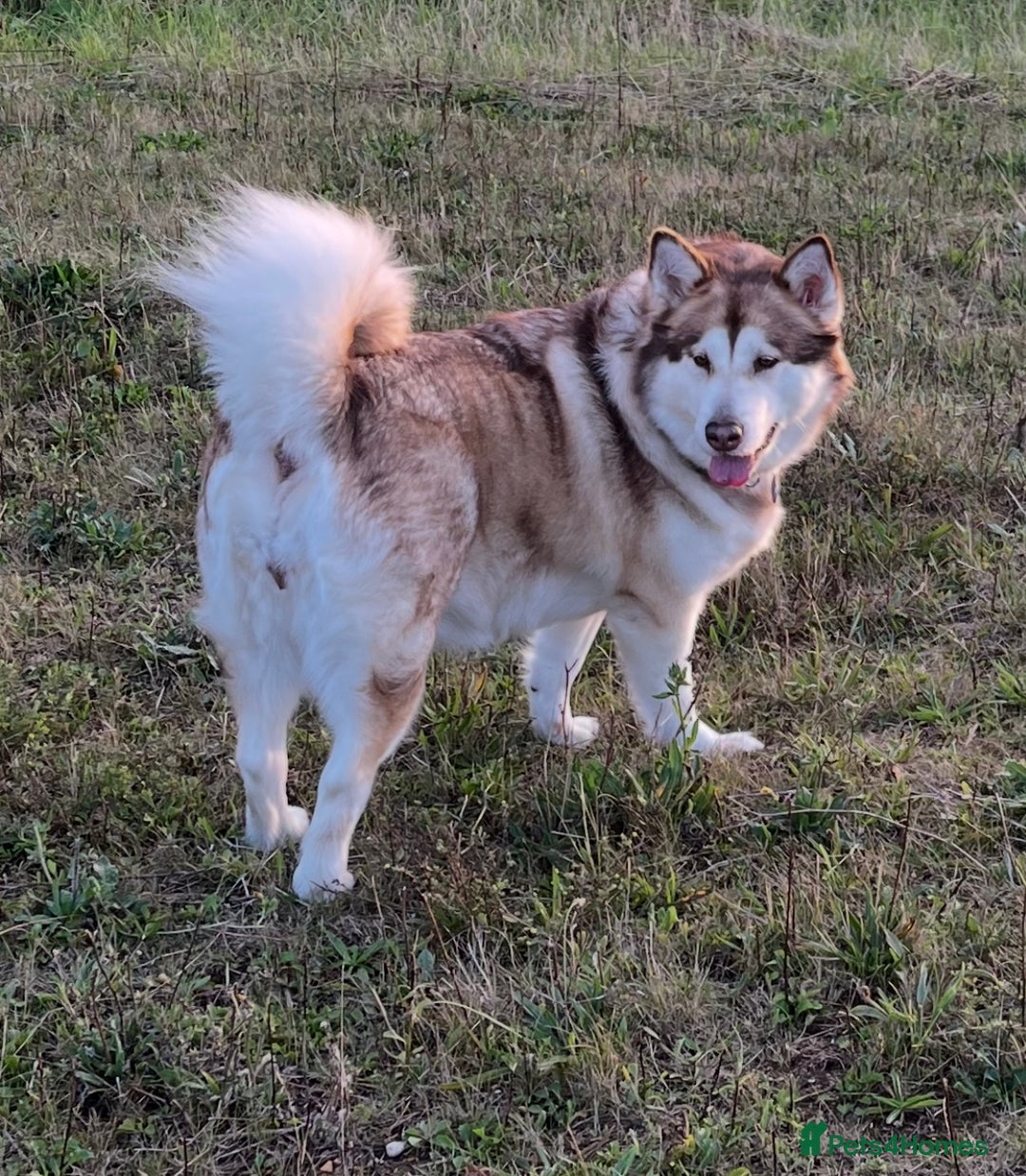 Alaskan Malamute dogs for sale: 5 year old female Alaskan Malamute - Advert 1