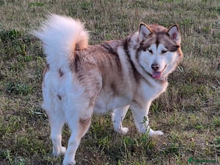 Alaskan Malamute dogs 5 year old female Alaskan Malamute - Advert 3