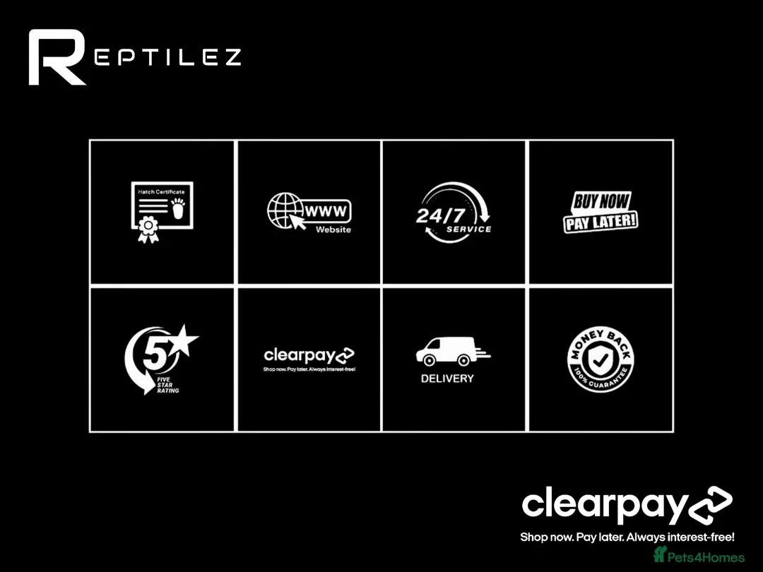 Leopard Gecko reptiles for sale: GECKO BABIES - Advert 11