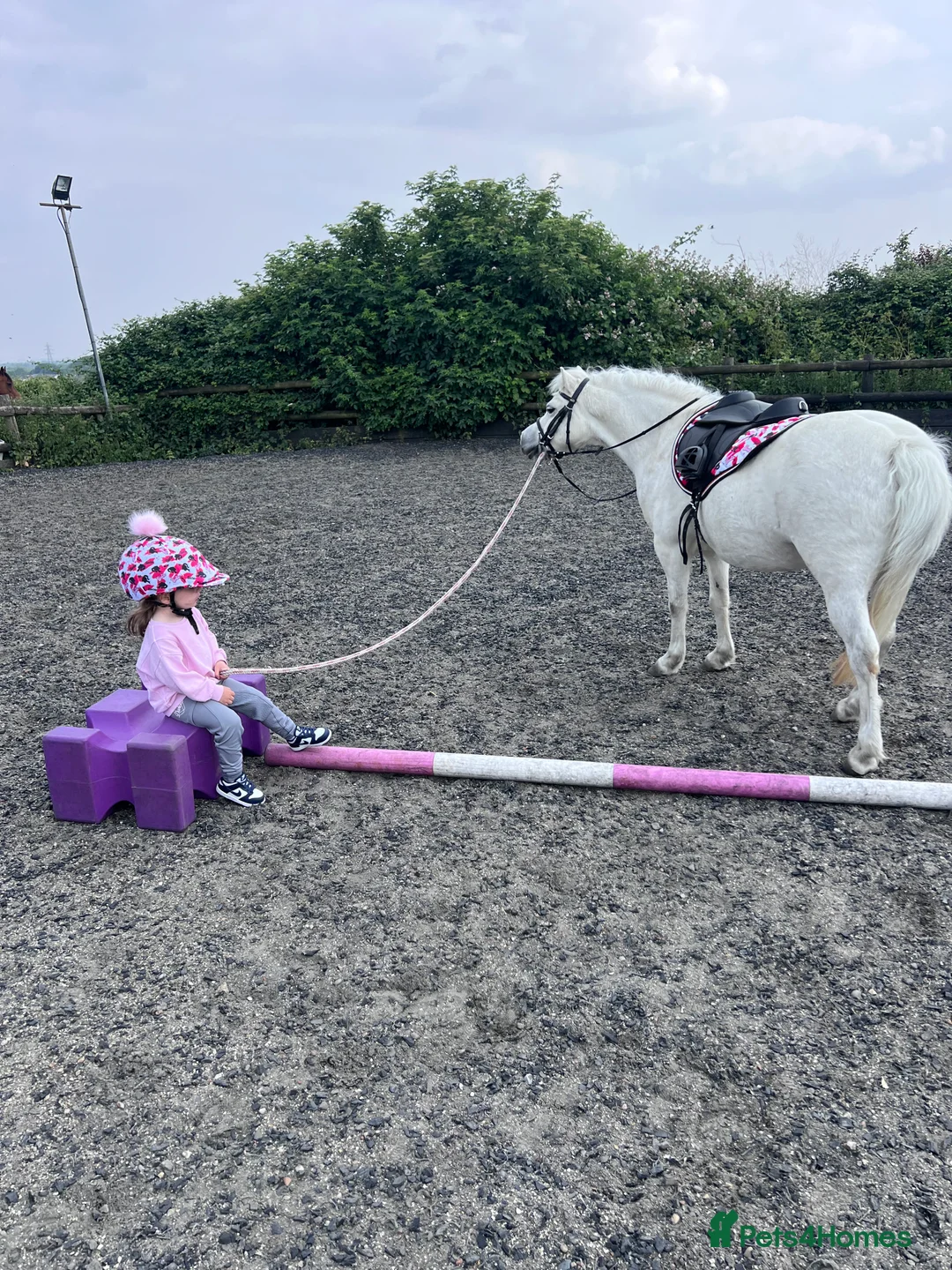 Welsh Section A horses for sale: LEAD REIN PONY  - Advert 5