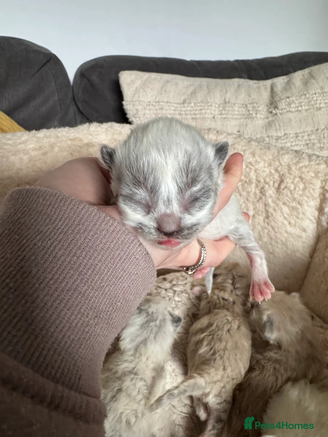 Ragdoll cats for sale: Mink Ragdolls  - Advert 7