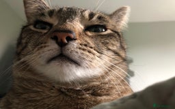 Domestic Shorthair cats for sale: Sweet boy free to a good home - Image 11