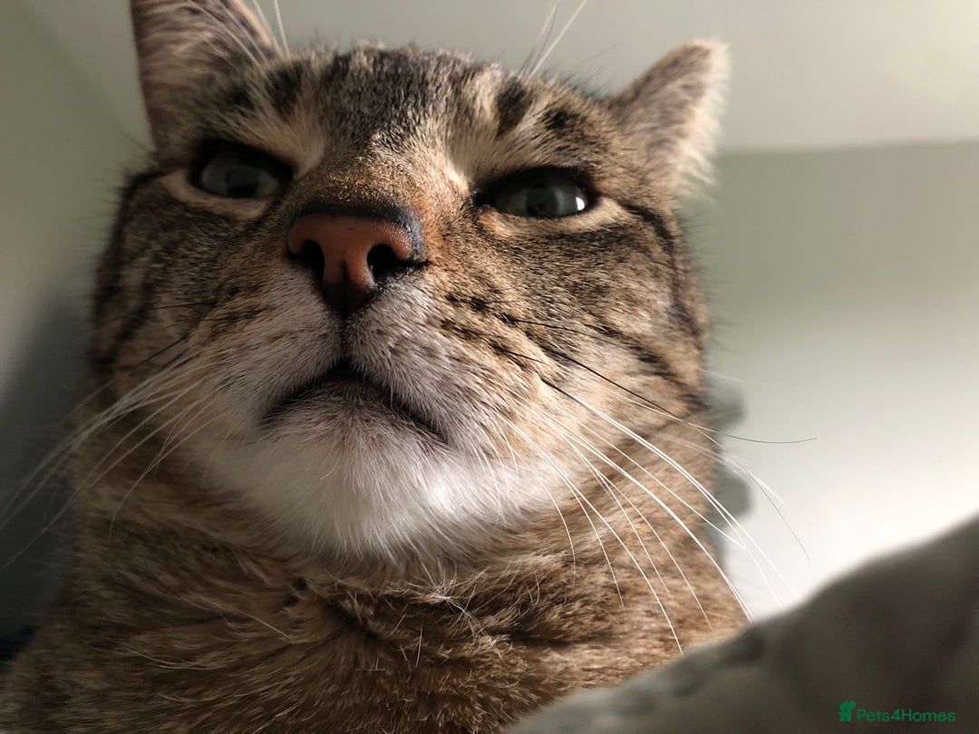 Domestic Shorthair cats for sale: Sweet boy free to a good home - Image 11