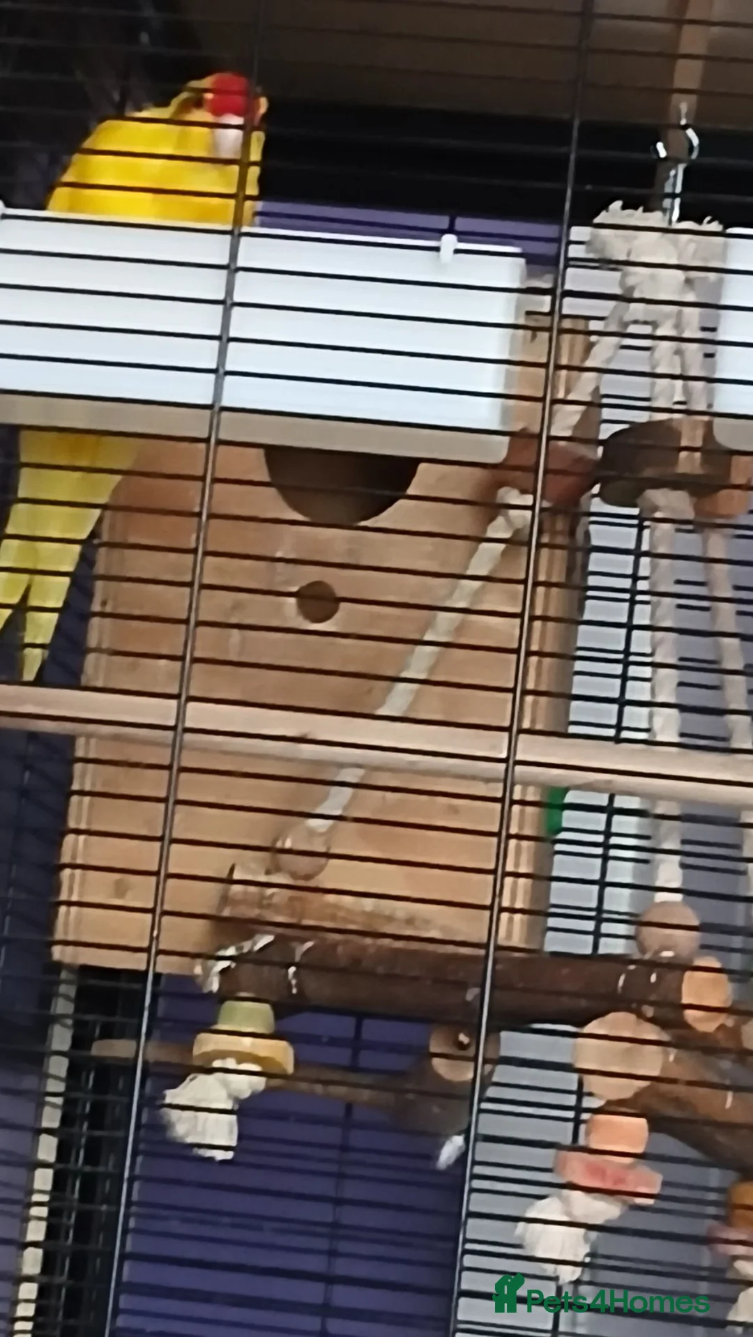 Parakeets birds for sale: 1 x breeding pair of kakarikis  - Advert 2