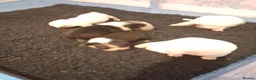 Boston Terrier dogs for sale: Stunning Boston Terriers Boys.  - Advert 4