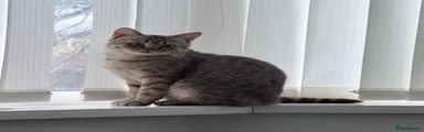British Shorthair 1