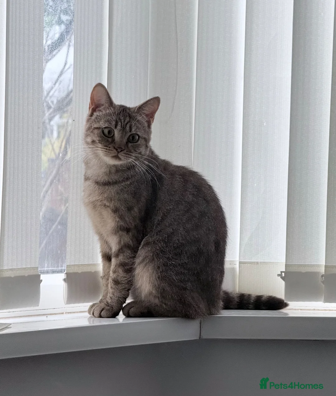 British Shorthair cats for sale: golden british shorthair kitten  - Advert 2