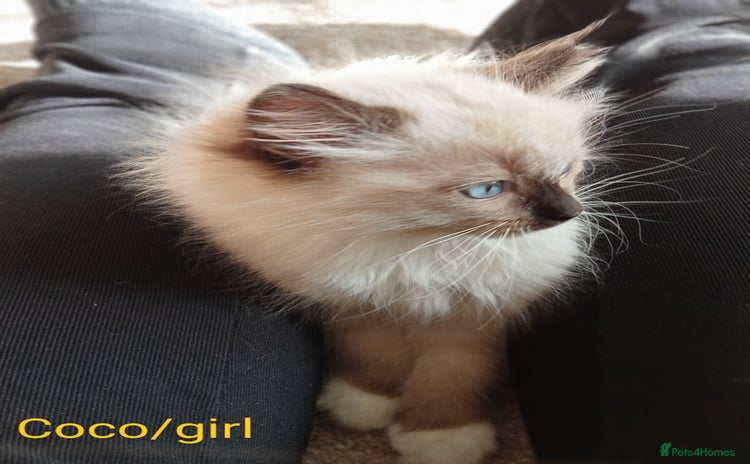 Ragdoll cats - Advert 7