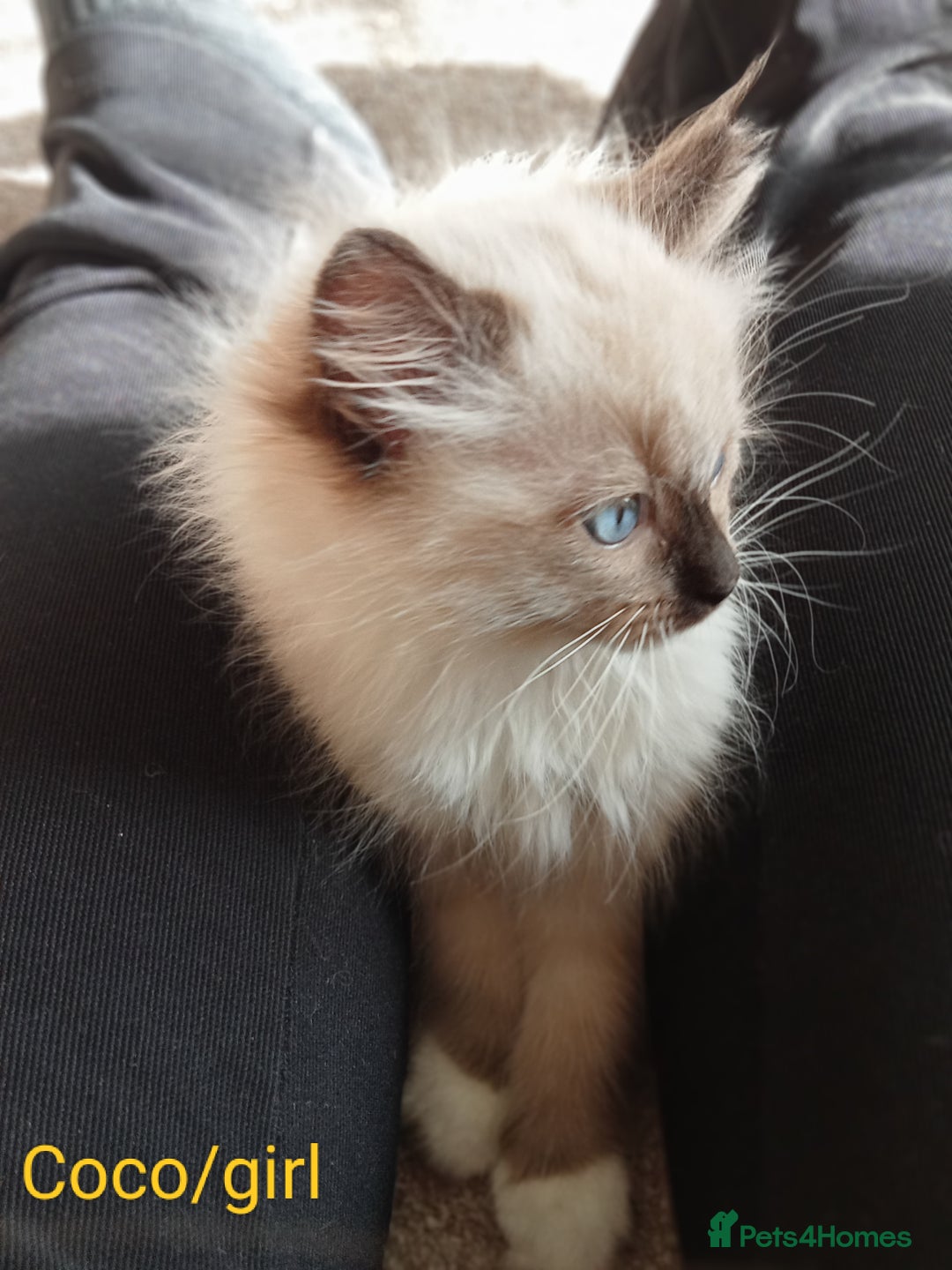 Ragdoll cats for sale: Purebred Ragdolls - Image 5