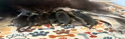 German Shepherd dogs for sale: German shepherd Puppies. KC REGISTERED  - Advert 12