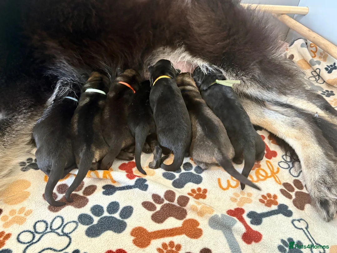 German Shepherd dogs for sale: German shepherd Puppies. KC REGISTERED  - Advert 12