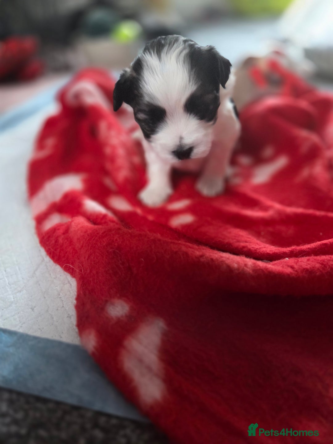 Maltese dogs for sale: 3 boys 1 girl x maltese puppies - Advert 27
