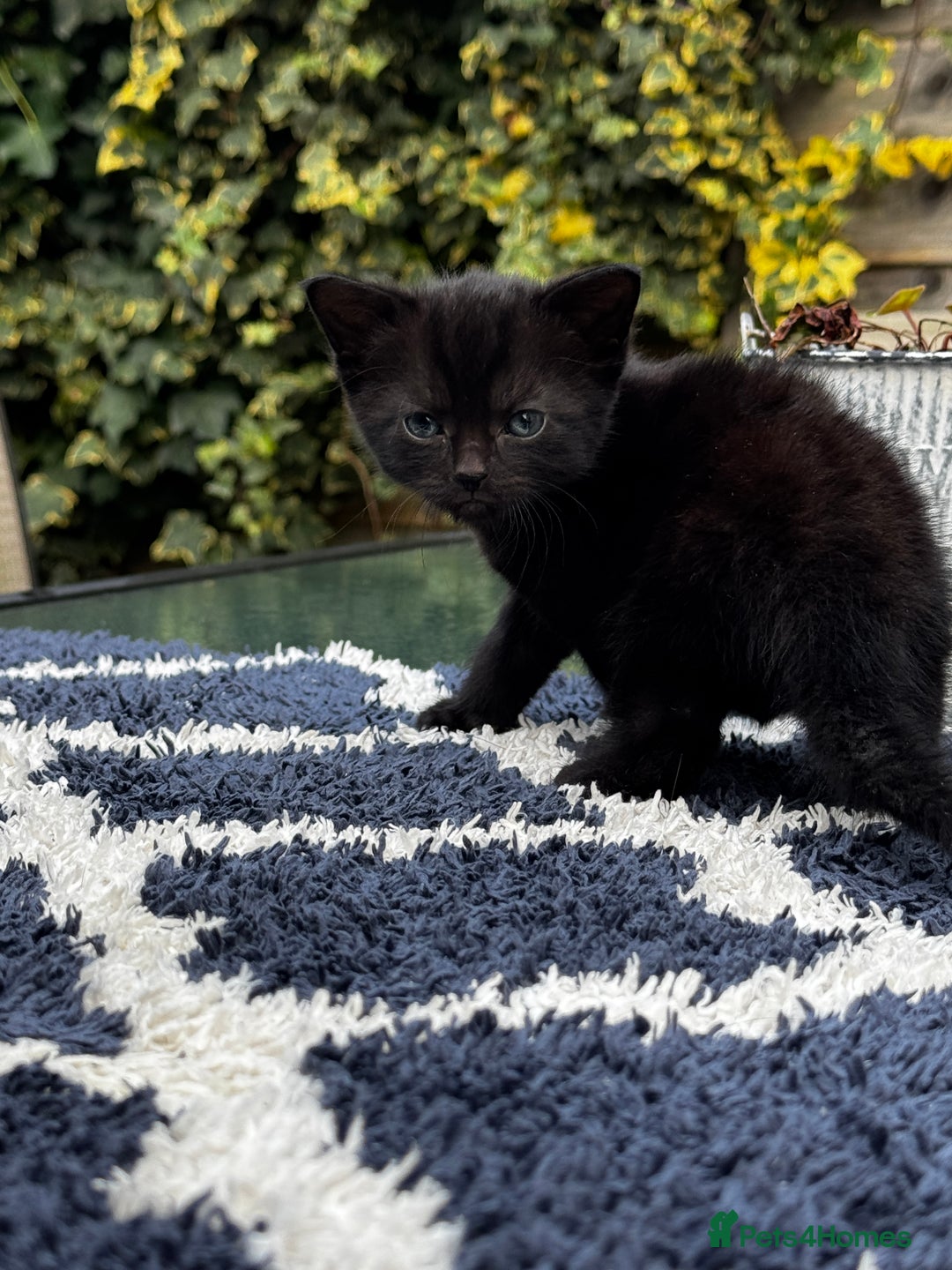 Bombay cats for sale: Bombay Cat - Advert 5