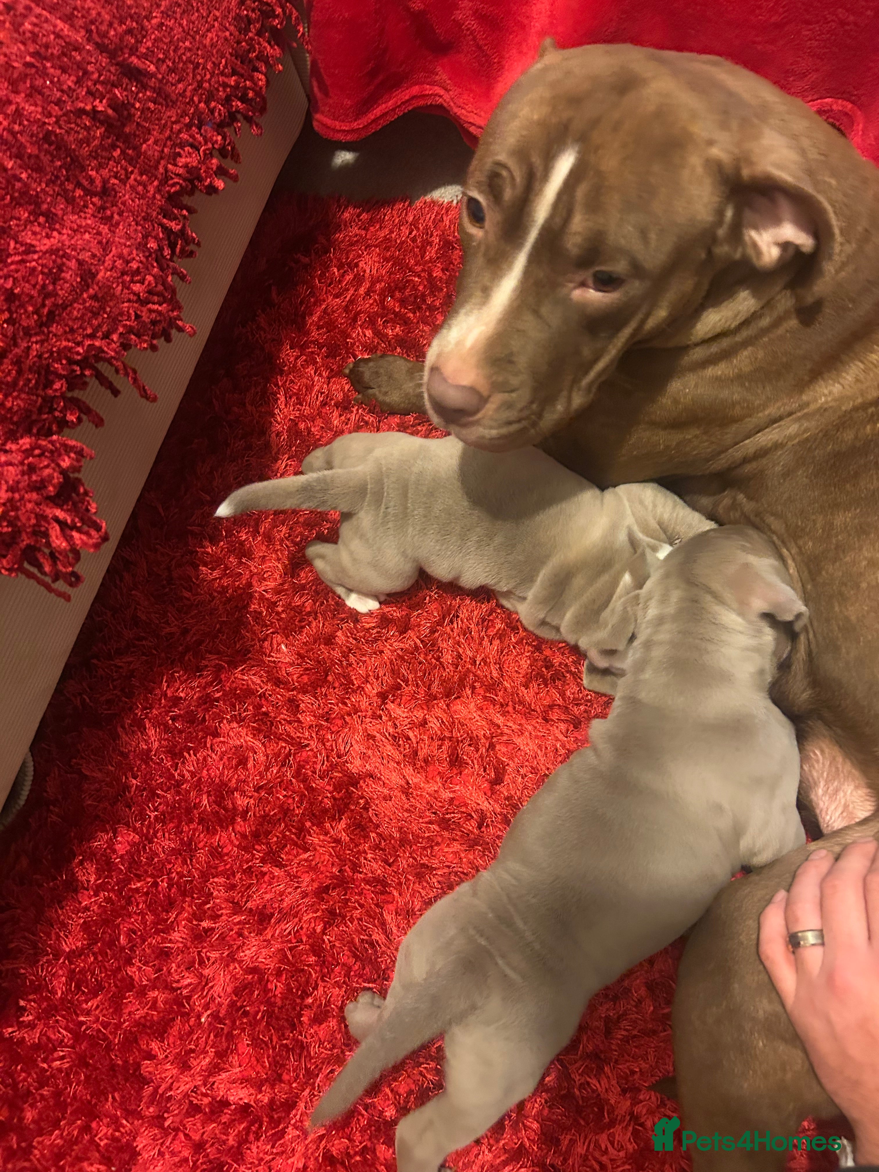 American Bully dogs 2 female standard American bully X pups  - Advert 4