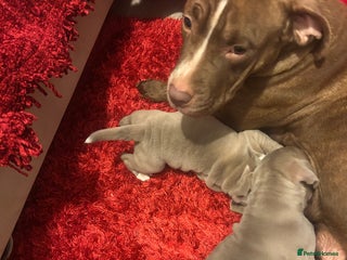 American Bully dogs 2 female standard American bully X pups - Advert 2