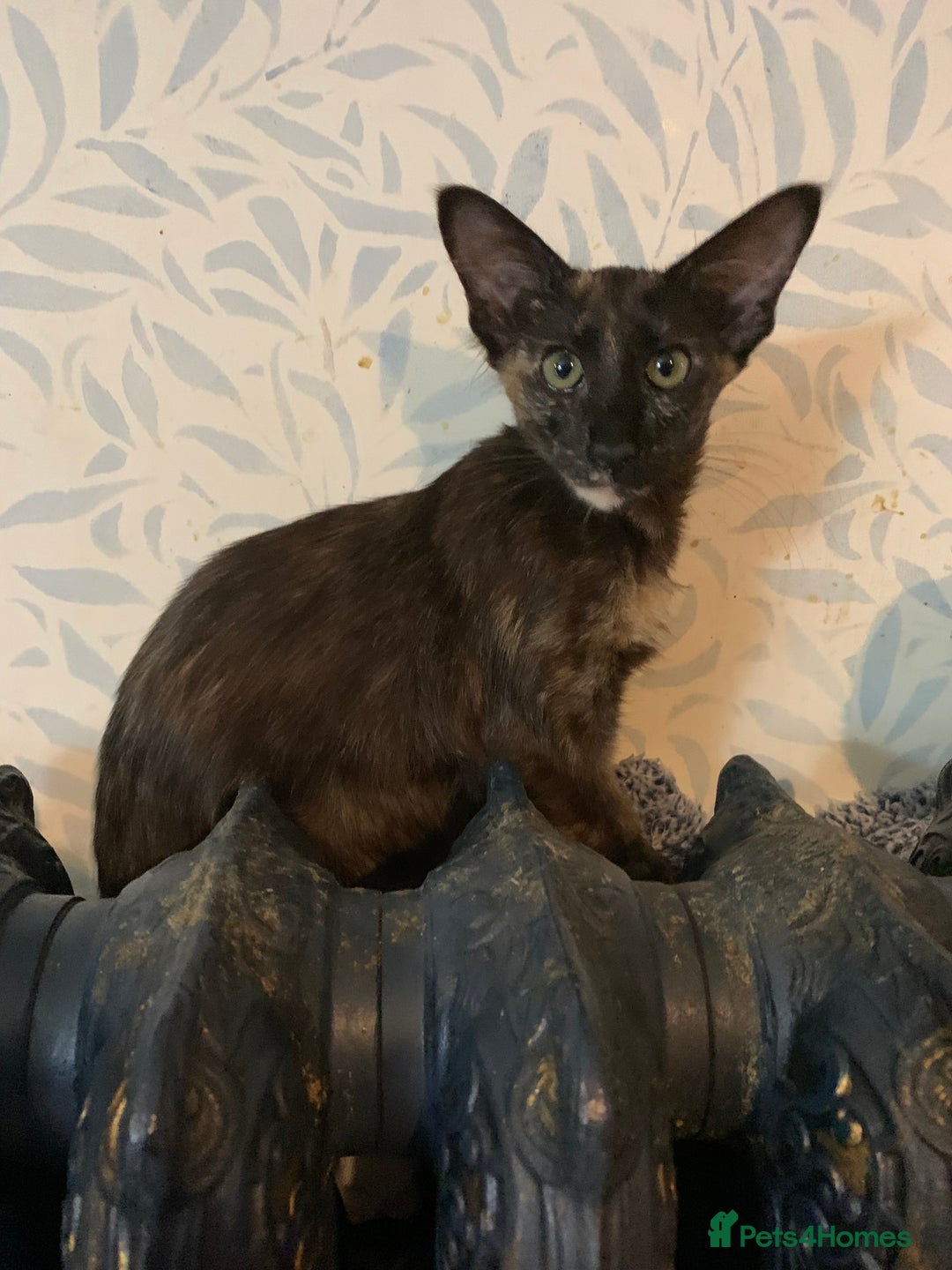 Oriental cats for sale: Oriental Longhair kittens - Advert 4