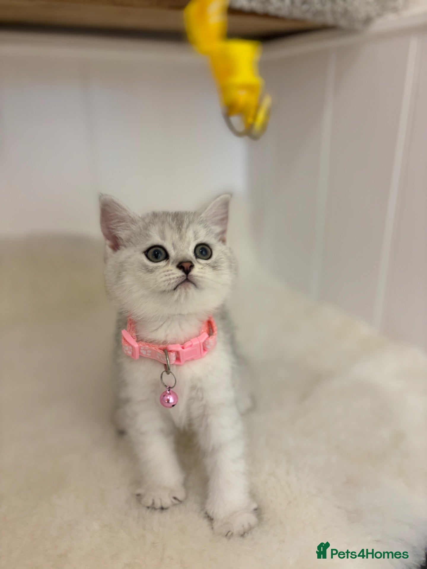 British Shorthair cats Stunning Snow Spot BSH Kittens  - Advert 1