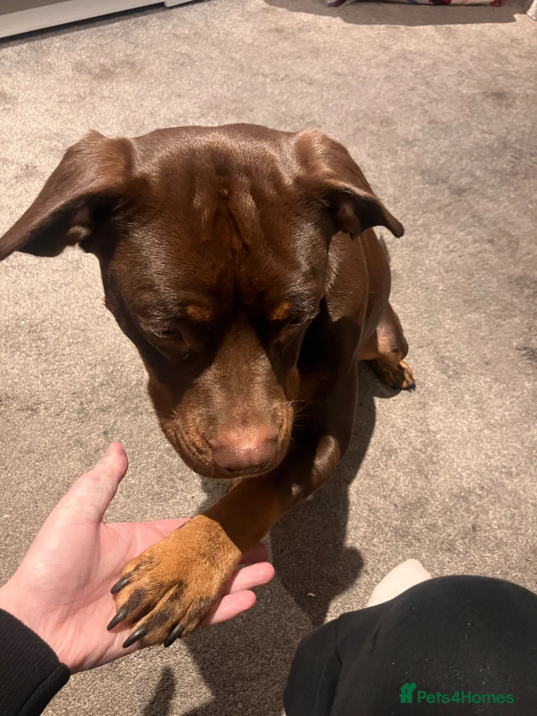 Mixed Breed dogs for sale: Jeff-beautiful cockerbull - Advert 3